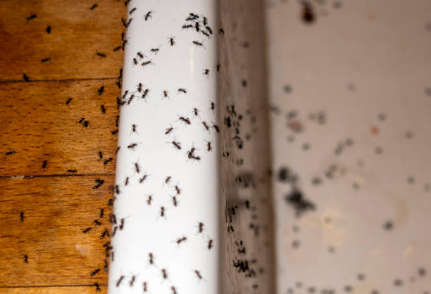 Best Best Pest Control Companies  in Clintondale, NY