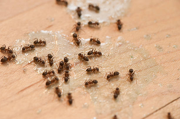 Best Affordable Exterminators  in Clintondale, NY