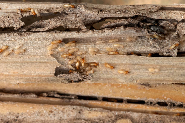 Best Wasp Removal Services  in Clintondale, NY
