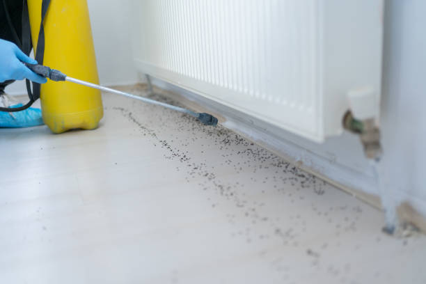Best Termite Control Services  in Clintondale, NY
