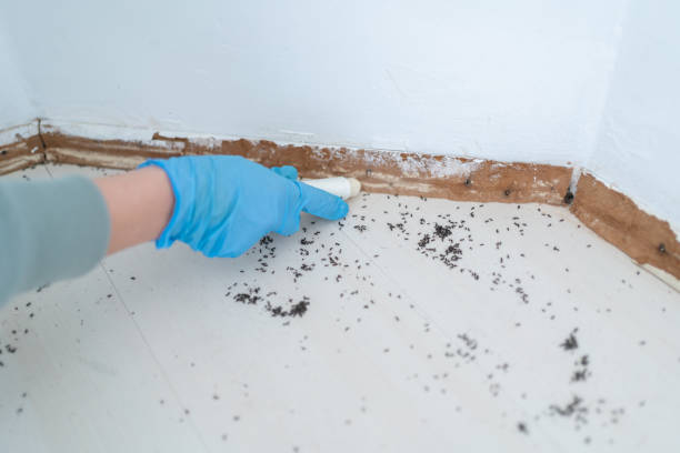 Best Wasp Removal Services  in Clintondale, NY